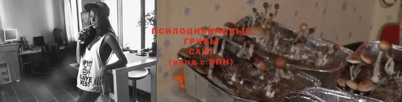 Галлюциногенные грибы Cubensis  omg tor  Богородск 